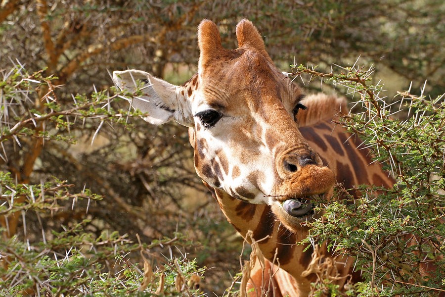 Tanzania safari tours